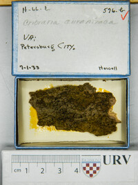 Cribraria aurantiaca image