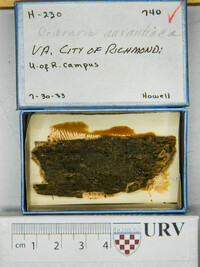 Cribraria aurantiaca image