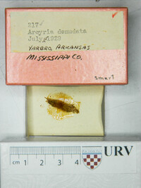 Arcyria denudata image