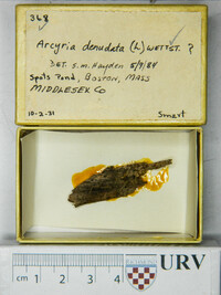 Arcyria denudata image