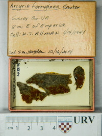 Arcyria ferruginea f. ferruginea image