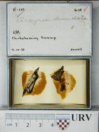 Arcyria denudata image