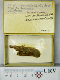 Arcyria denudata image