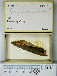 Arcyria denudata image