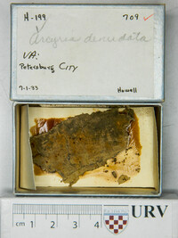 Arcyria denudata image