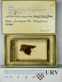 Metatrichia vesparium image