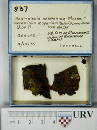 Metatrichia vesparium image