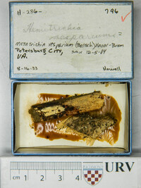 Metatrichia vesparium image