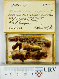 Metatrichia vesparium image
