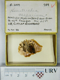 Metatrichia vesparium image
