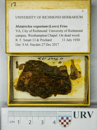 Metatrichia vesparium image