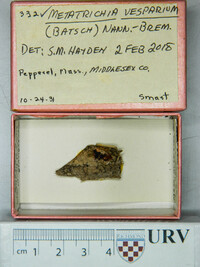 Metatrichia vesparium image