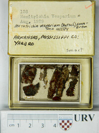 Metatrichia vesparium image