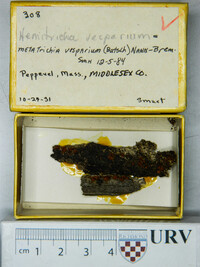 Metatrichia vesparium image