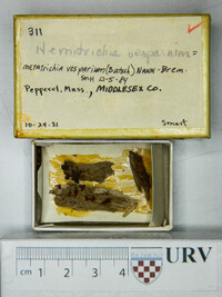 Metatrichia vesparium image