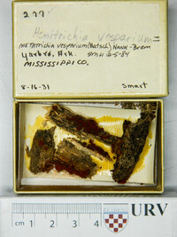 Metatrichia vesparium image