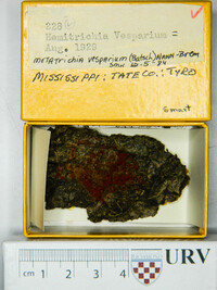 Metatrichia vesparium image