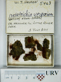 Metatrichia vesparium image