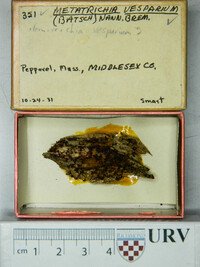 Metatrichia vesparium image