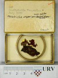 Metatrichia vesparium image