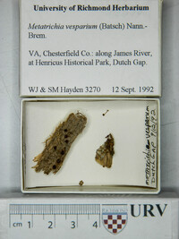 Metatrichia vesparium image