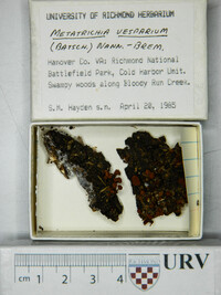 Metatrichia vesparium image