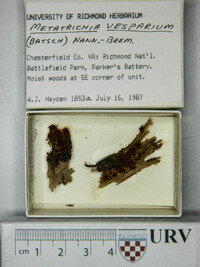Metatrichia vesparium image