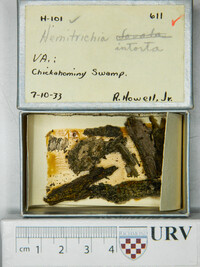 Hemitrichia intorta image