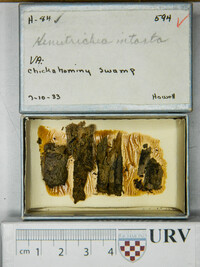 Hemitrichia intorta image