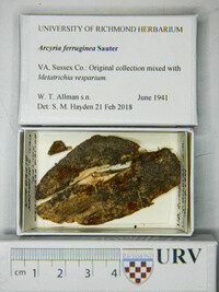 Arcyria ferruginea f. ferruginea image