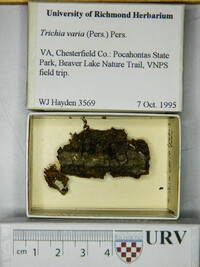 Trichia varia image