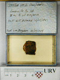 Trichia varia image