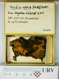 Trichia varia image