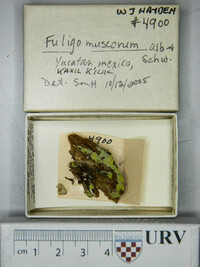 Fuligo muscorum image