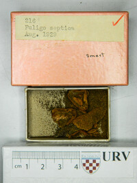 Fuligo septica image