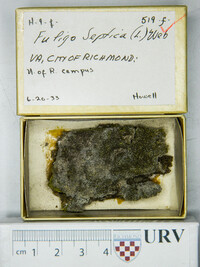 Fuligo septica image