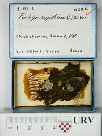 Fuligo septica image