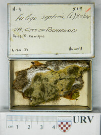 Fuligo septica image