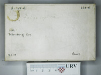 Fuligo septica image