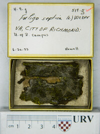 Fuligo septica image