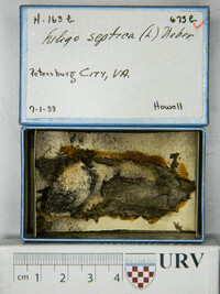 Fuligo septica image