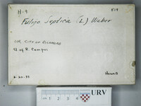 Fuligo septica image