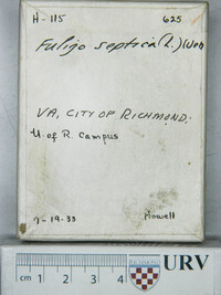 Fuligo septica image