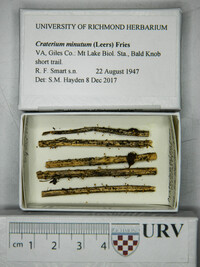 Craterium minutum image