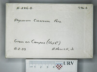 Physarum cinereum image