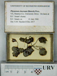 Physarum cinereum image