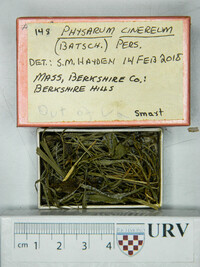 Physarum cinereum image