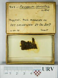 Physarum leucopus image