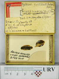 Physarum cinereum image