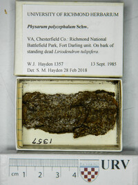 Physarum polycephalum image